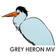 Grey Heron